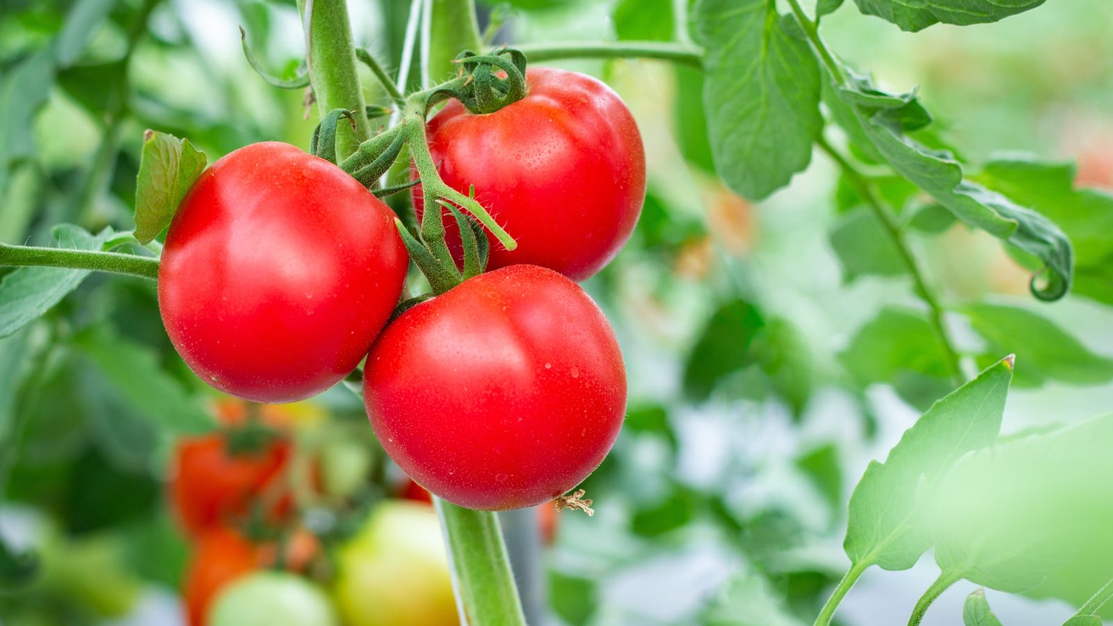 tomatoes7