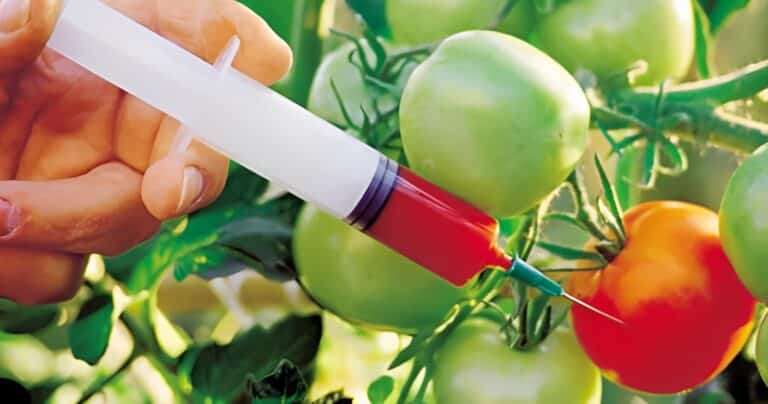 Αυτά είναι τα 10 πιο μεταλλαγμένα τρόφιμα