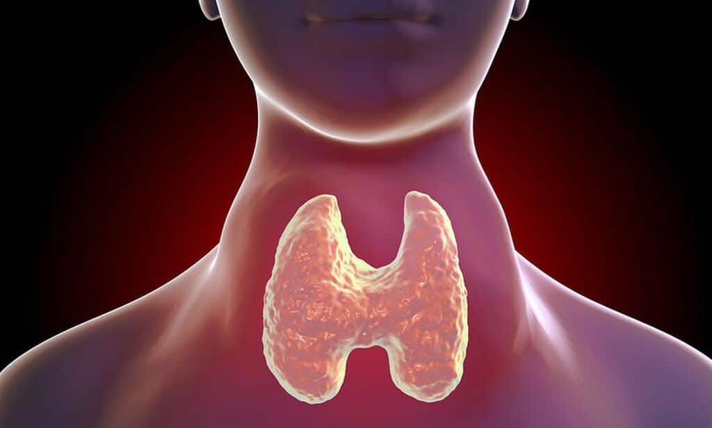 1643647548446 979983044 thyroid