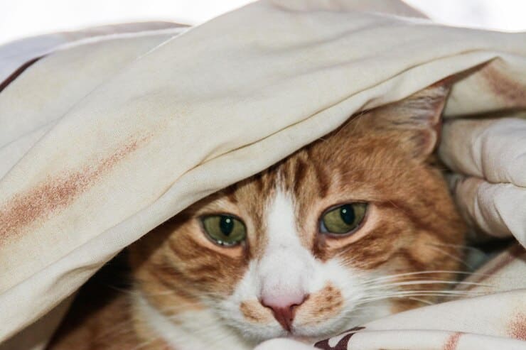 close up portrait cat relaxing home 1048944 13848538