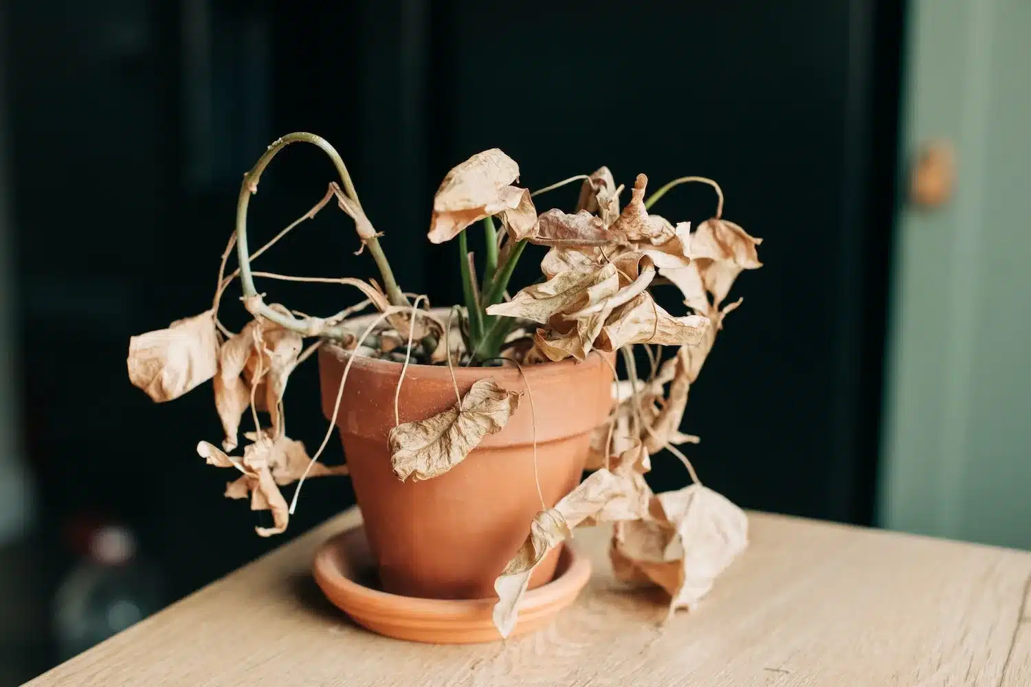 deadplant getty 1500x1000 1
