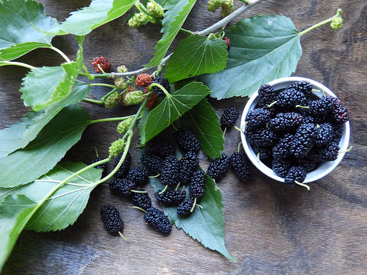 mulberry 732x549 thumbnail