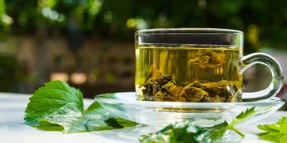 mulberry tea for weight loss