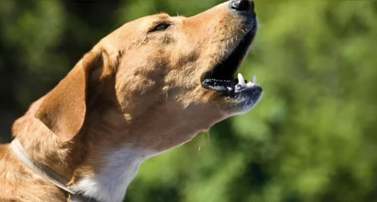 Τι σημαίνει όταν τα σκυλιά γαβγίζουν όλα μαζί την ίδια ώρα την νύχτα;  