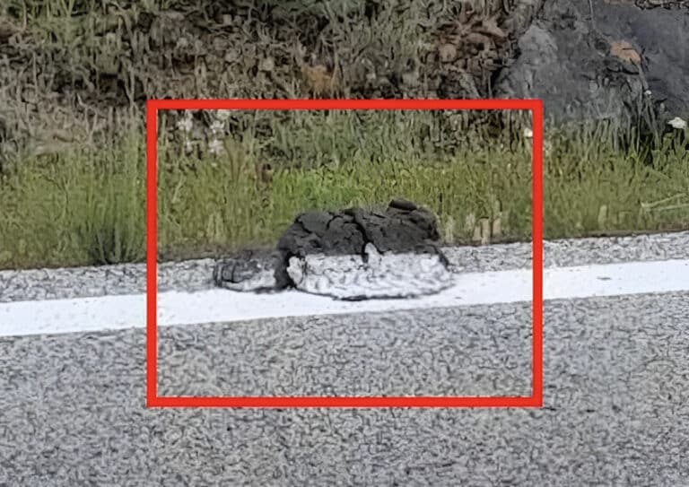 Έκαναν διαγράμμιση στο δρόμο πάνω σε κλαδιά, φύλλα ακόμη και κοπpιά