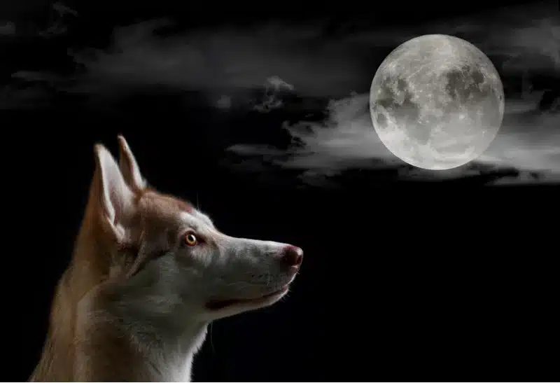 why is my dog barking at