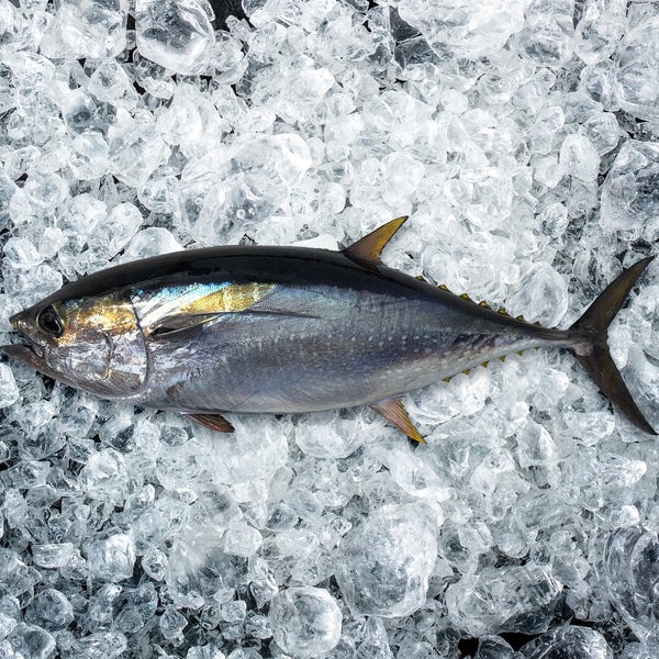 yellowfin grande