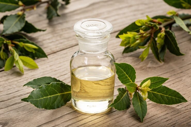 bay essential oil isolated glass bottle 136875 297