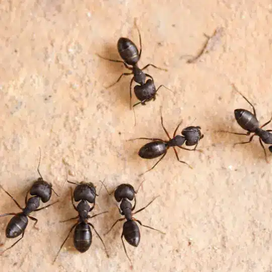 carpenter ants