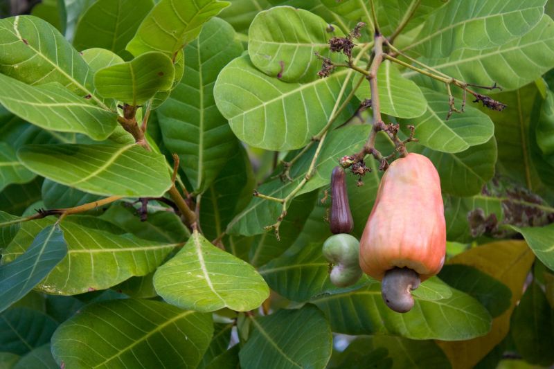 cashew nut cashew tree cashew tropical tree tropics 709098