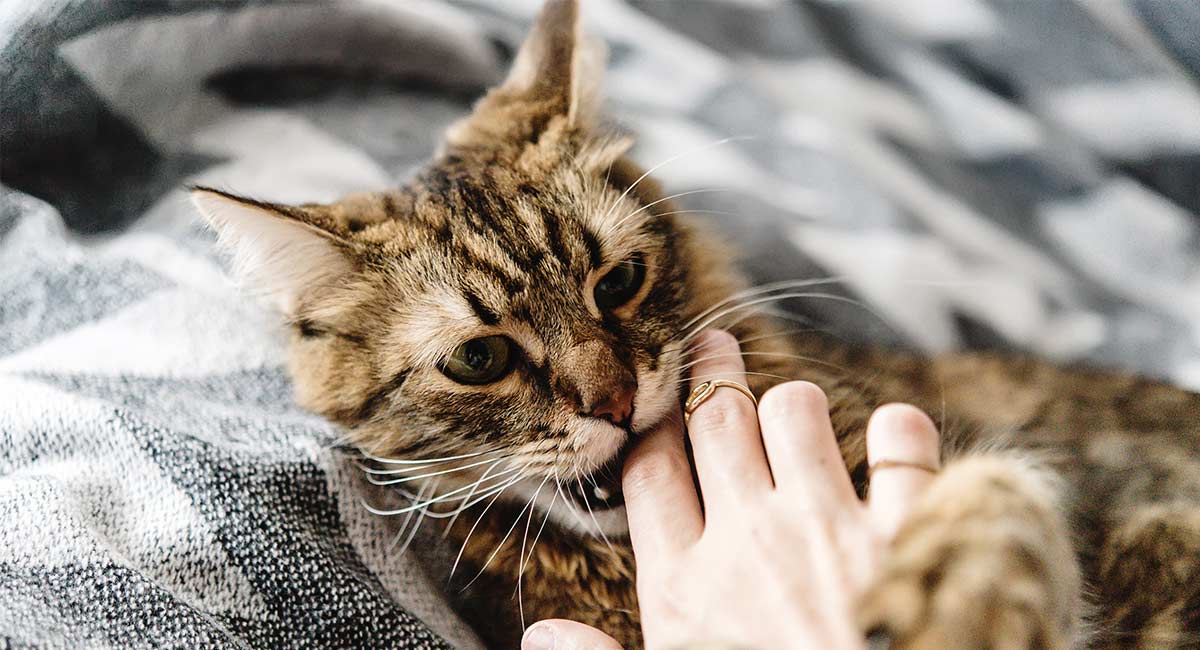 cat love bites header