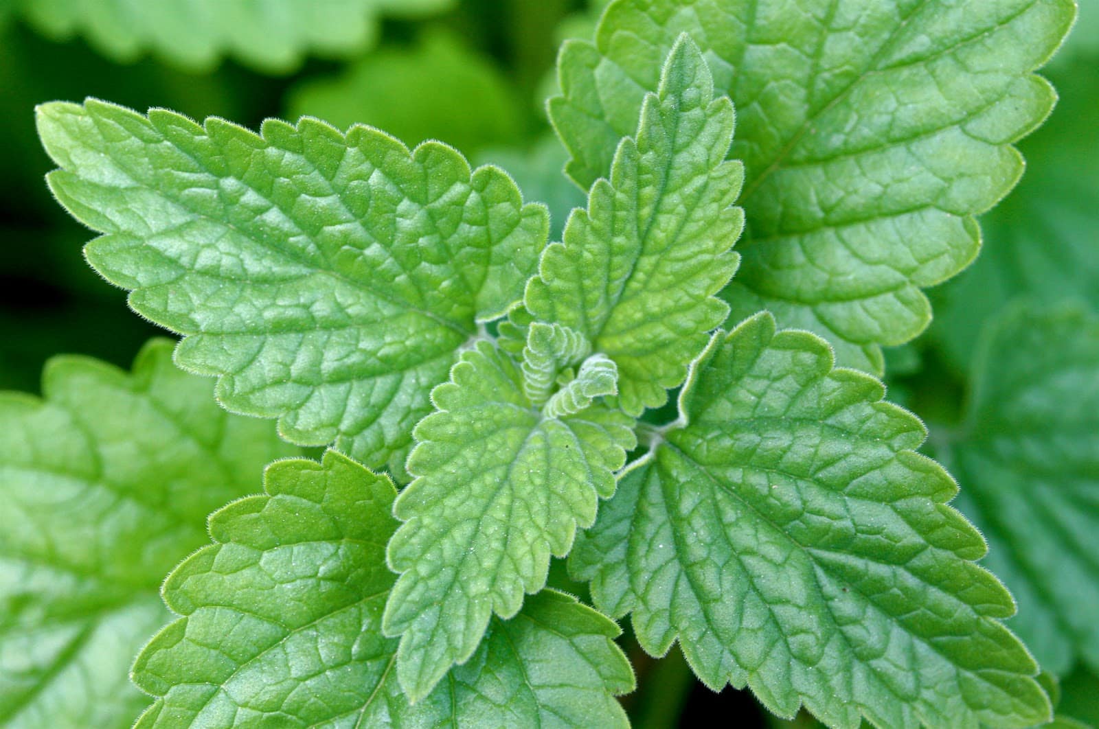 catnip nepeta cataria