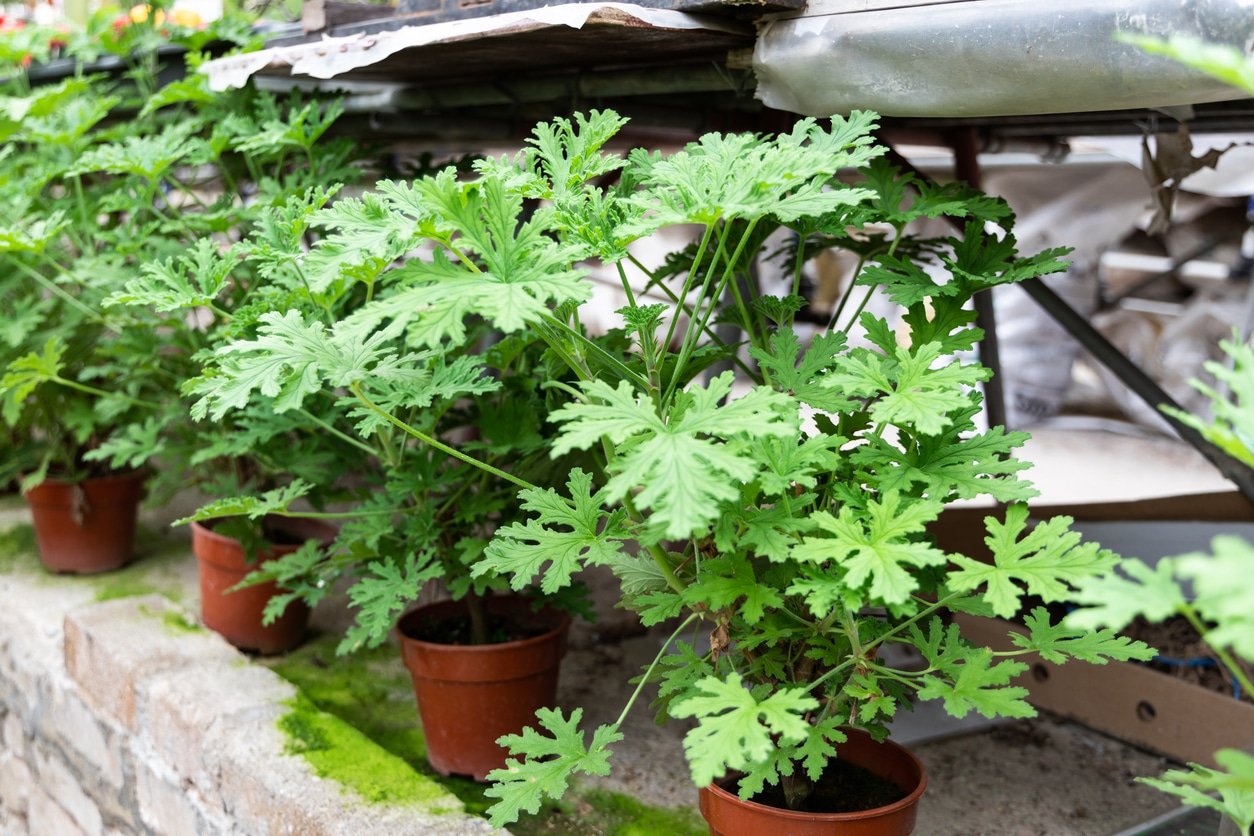 citronella istoria ofeli kai symvoyles kalliergeias