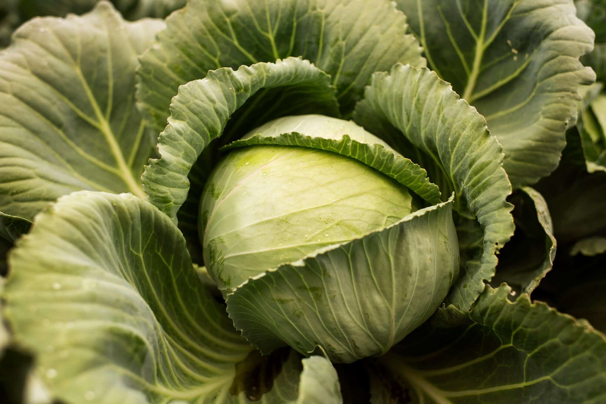 close up delicious organic cabbage 23 2149125233
