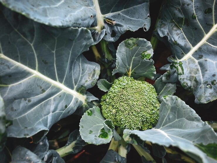 close up fresh green leaves plant 1048944 6217829