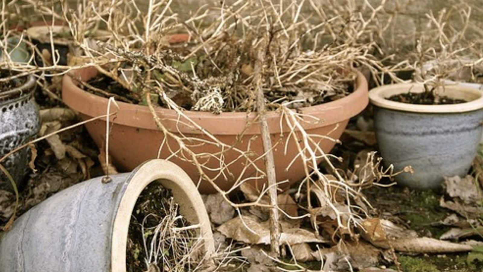 deadplants