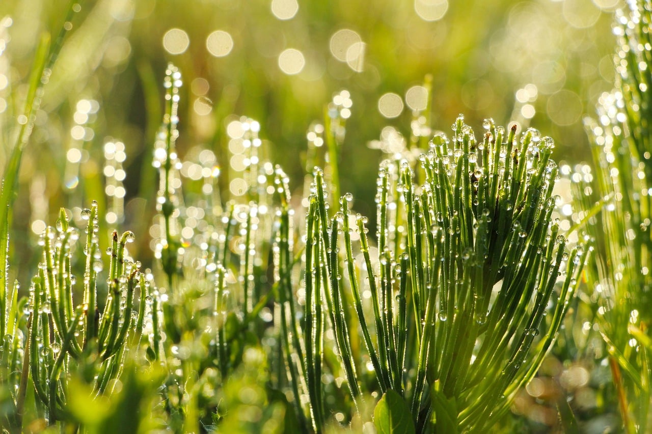 horsetail 7241473 1280