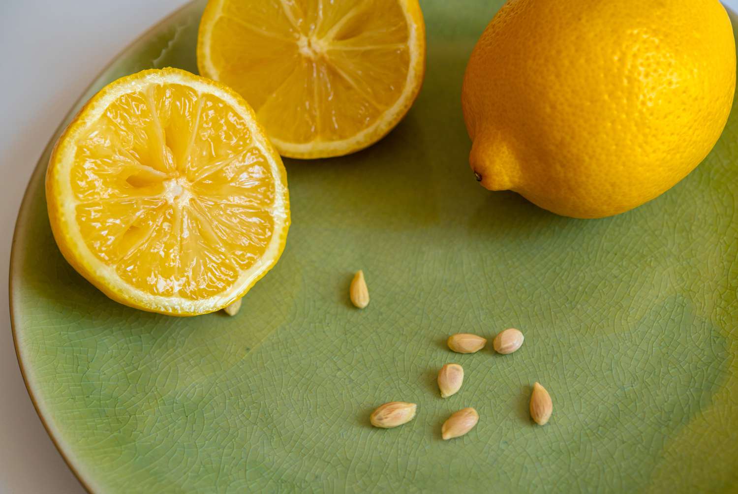 how to grow a lemon tree from seed 7558486 01 cf68e7c44ced420d9fccc0c499d73f79