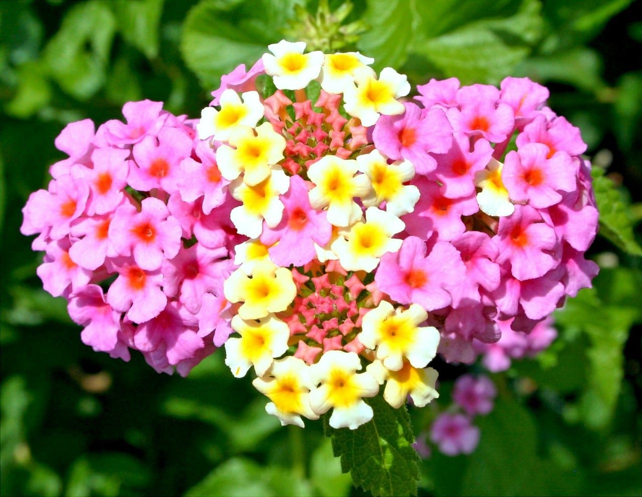 lantana camara 53777 1280