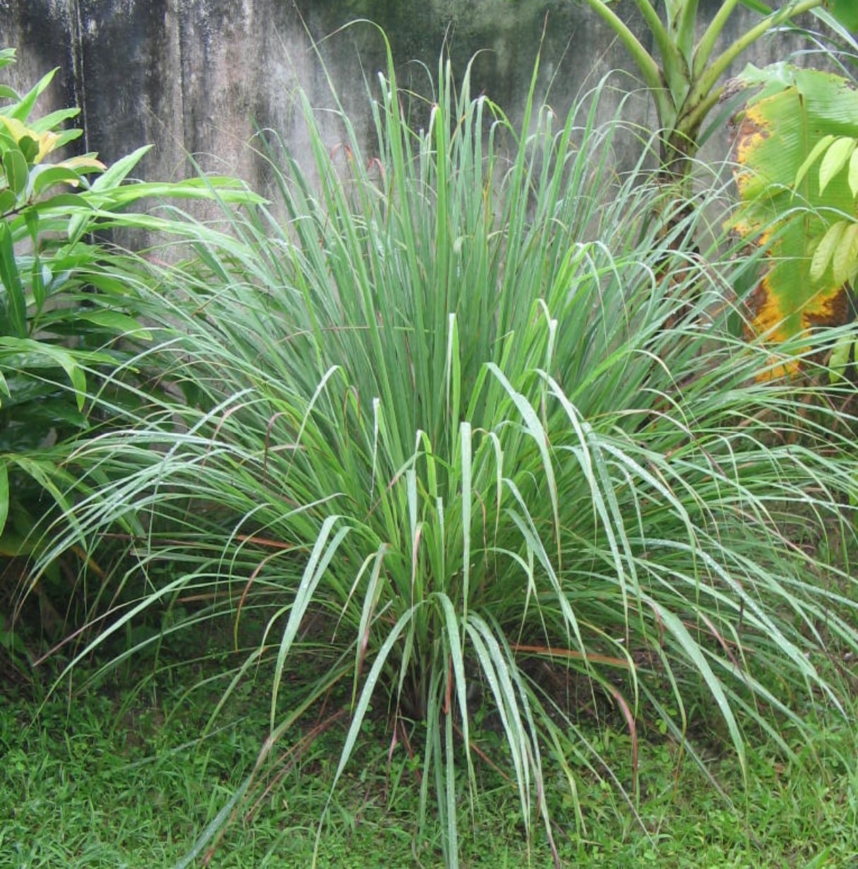 lemongrass