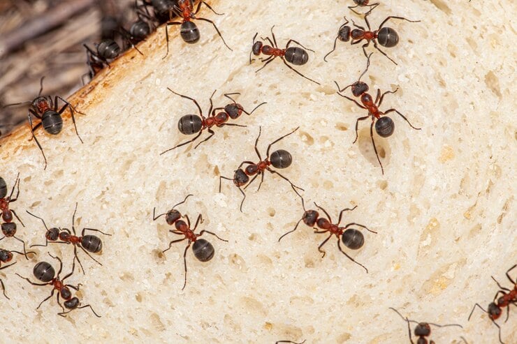 macro picture shows slice bread with many ants it ants are very diligent start 1196183 1298