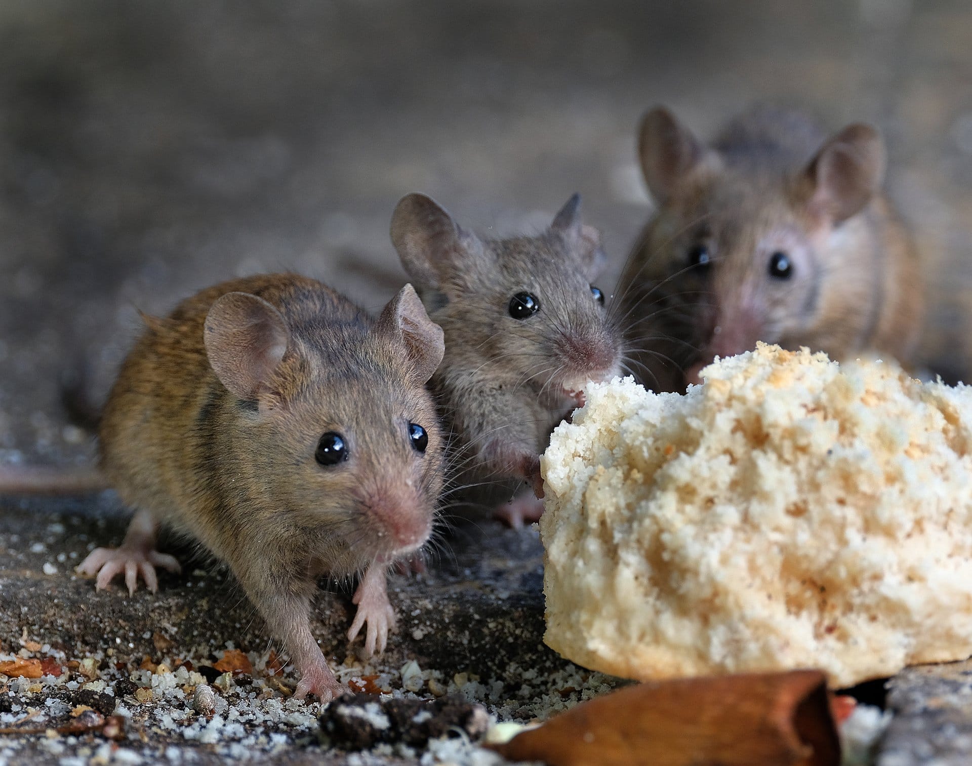 mice 1