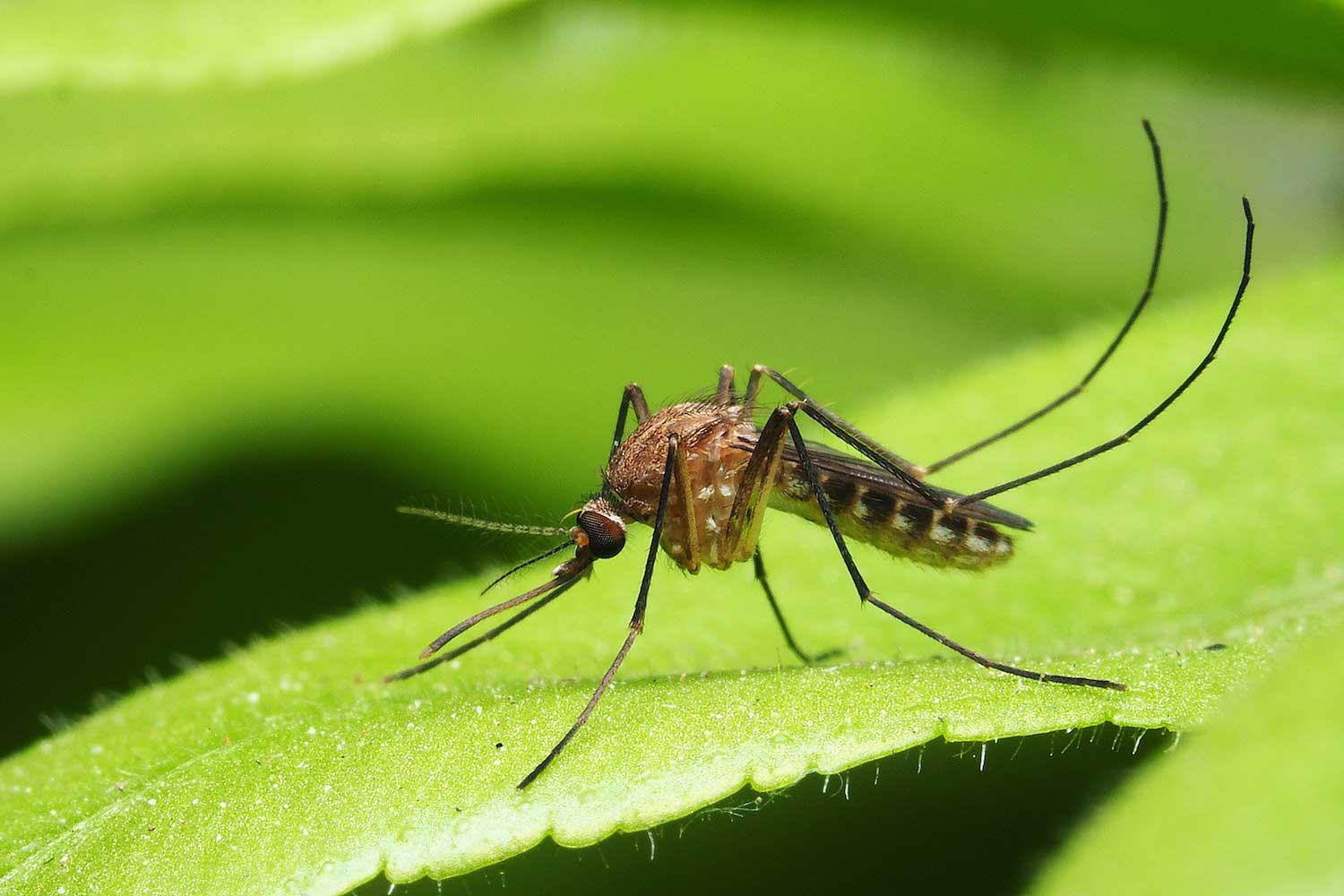 mosquito on leaf shutterstock
