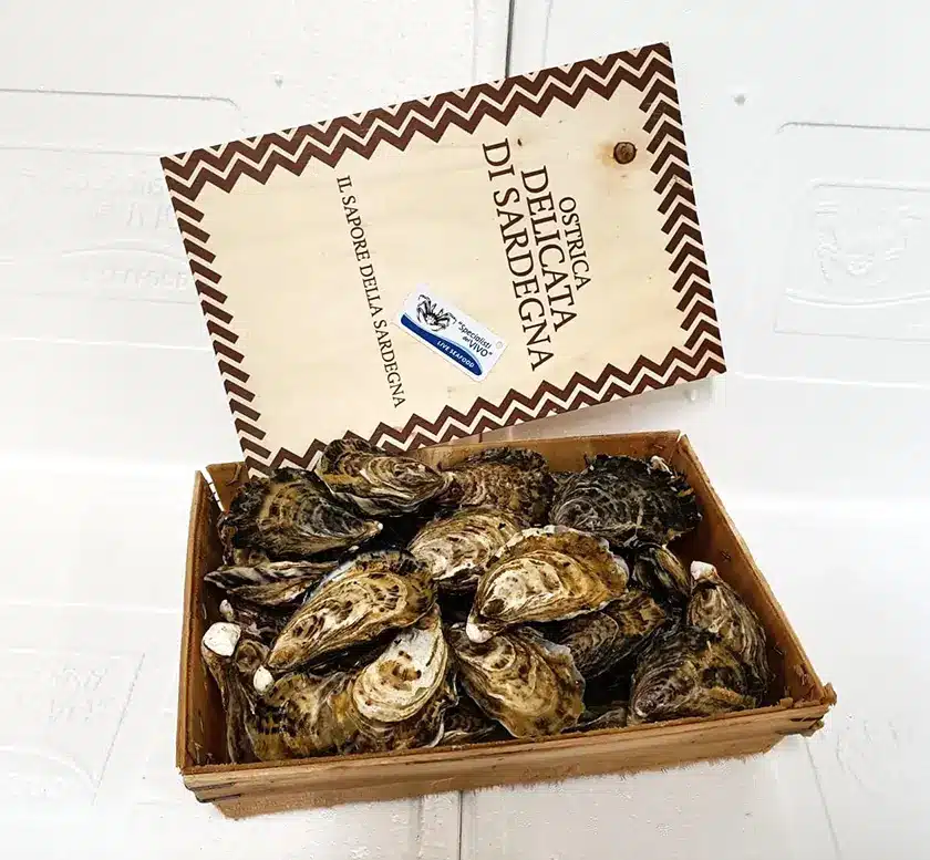 ostrica concava speciale delicata di sardegna