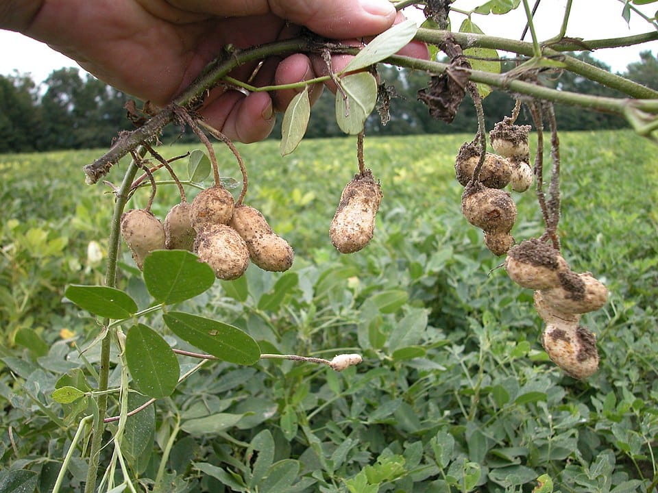 peanut 9417