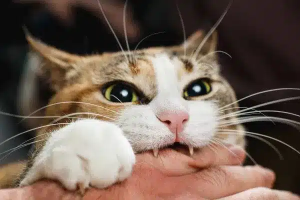 shutterstock 1617411478 ed ferocious red cat bites its owner in the arm with all its power