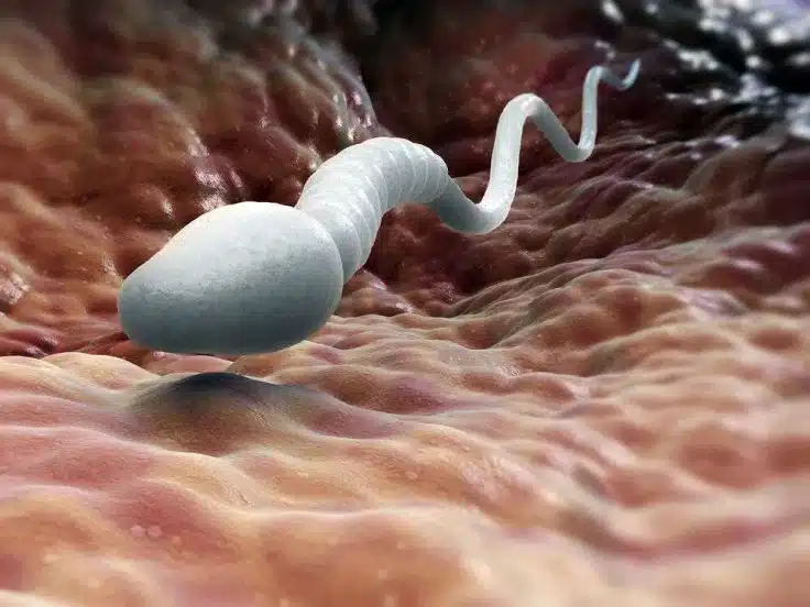 sperm count