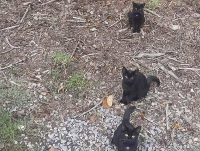 Οι κανονικοί άνθρωποι βλέπουν μόνο 3 γάτες