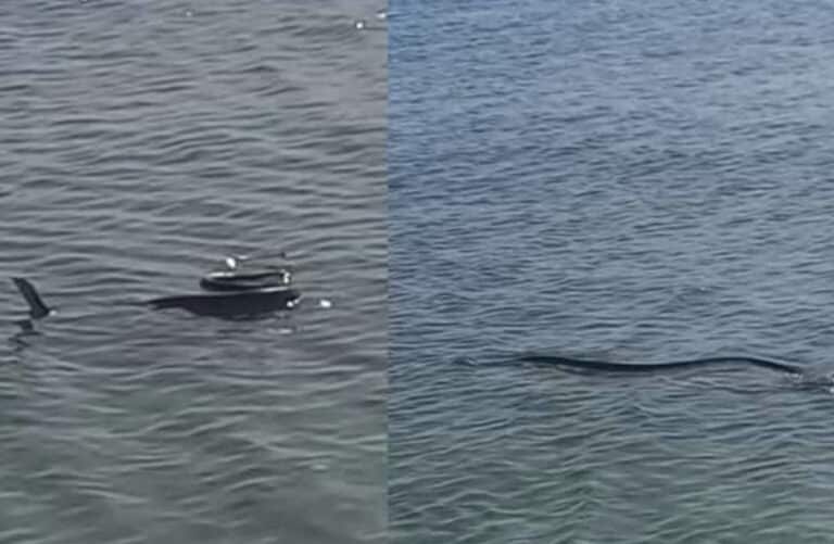 Αν φοβάσαι τα φίδια κι έχεις σκοπό να πας για μπάνιο… καλύτερα να το ξανασκεφτείς: Πανικός σε ελληνική παραλία, πετάχτηκαν όλοι έξω κολυμπούσε τεράστιο φίδι