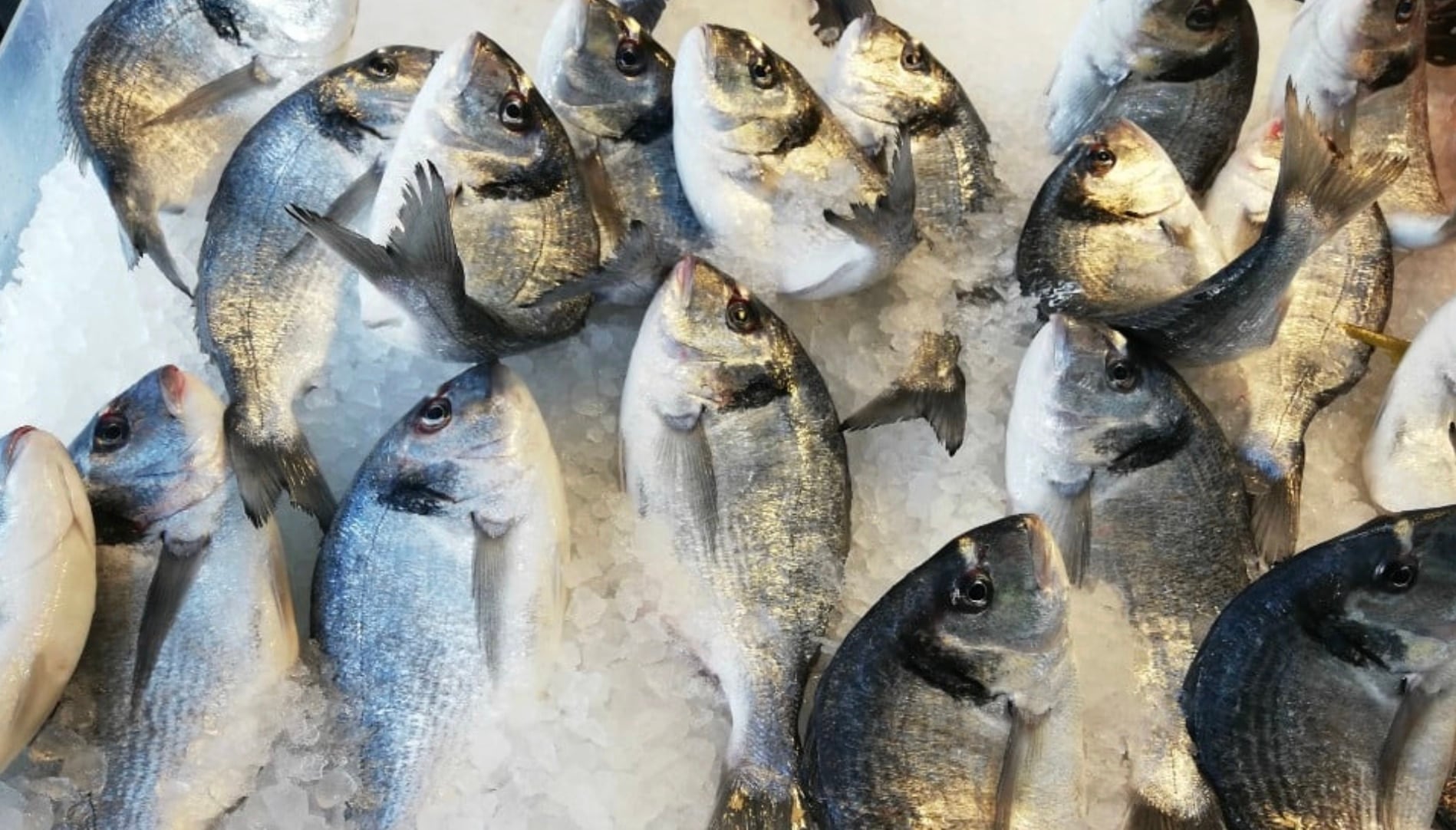 stigmiotypo othonis 2025 11 09 22.52.51