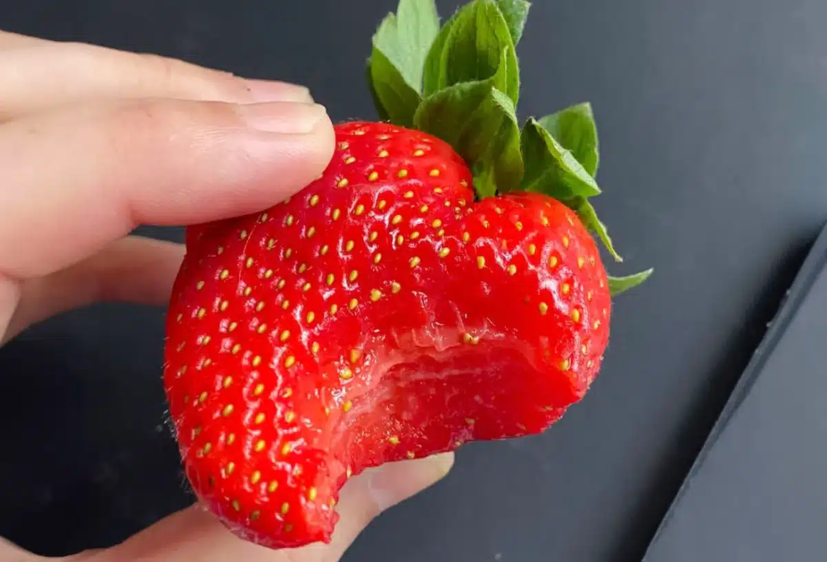 strawberries greenhouse