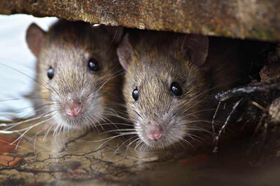 the difference between rats and mice in the philippines