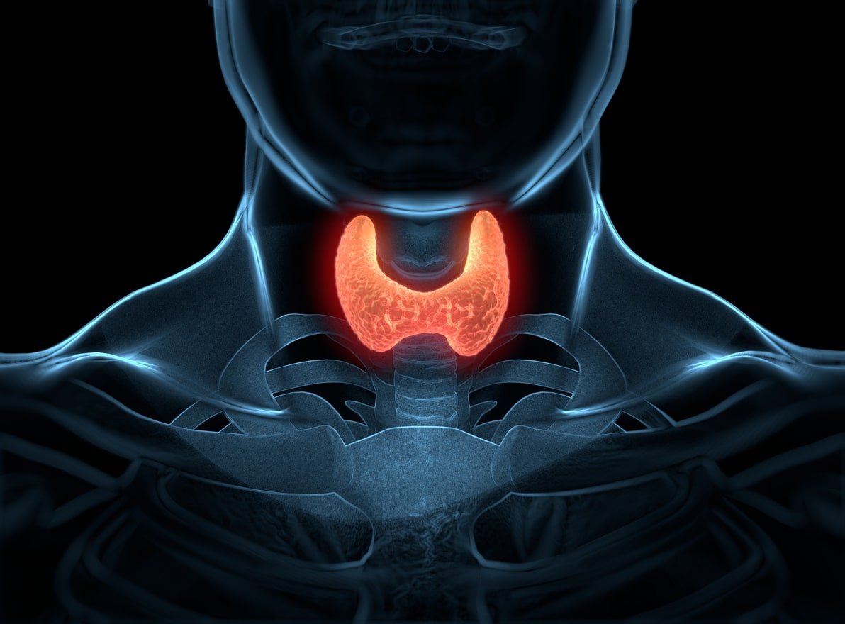 thyroid