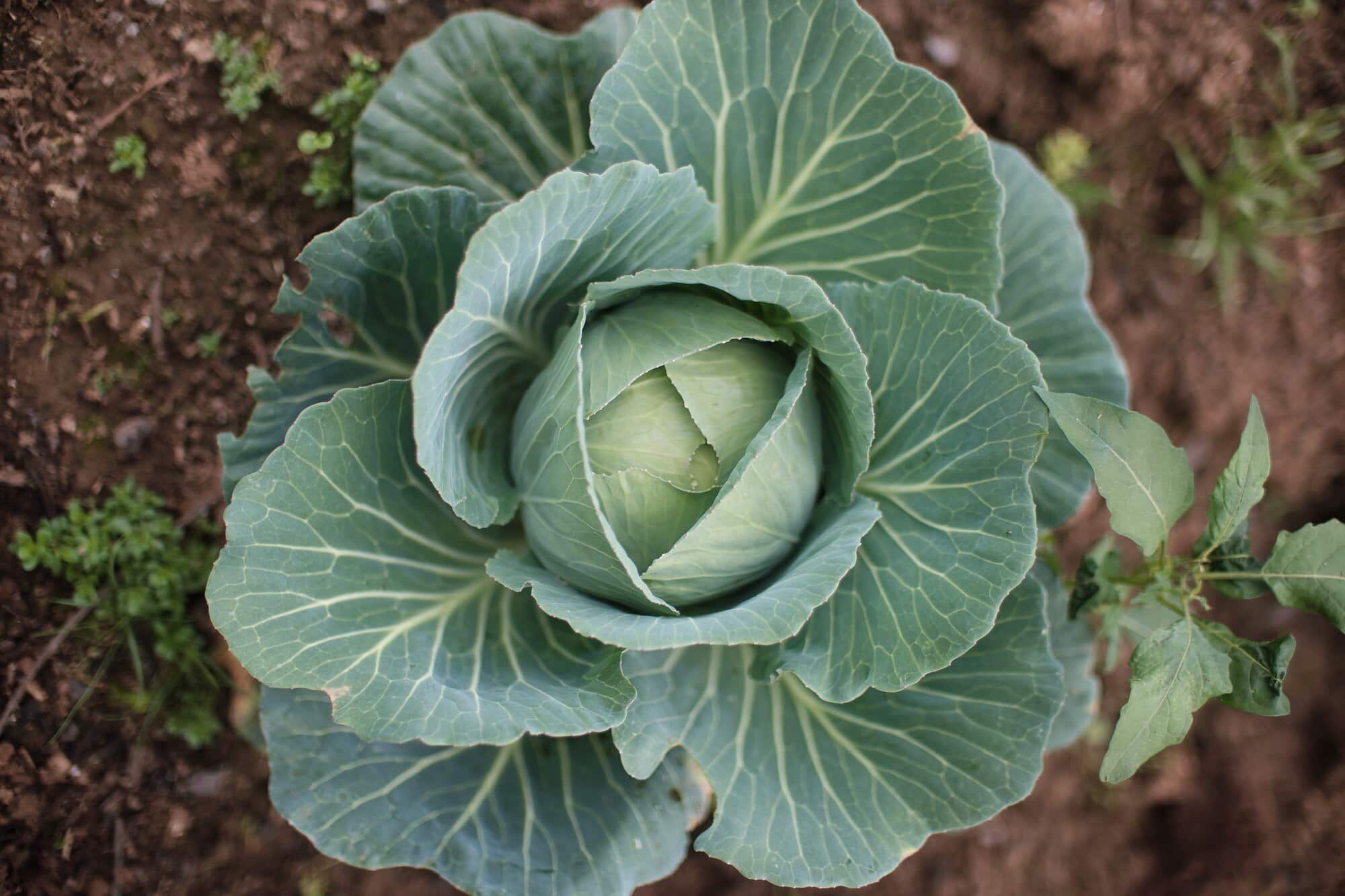 top view green cabbage growing garden 181624 29742