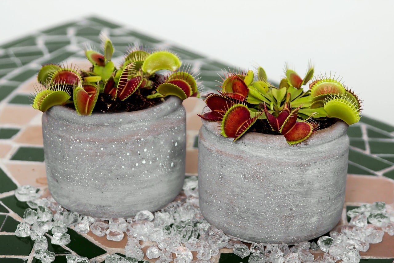 venus flytrap 595235 1280