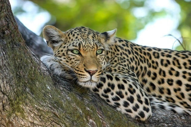 wwf leopard graf 1