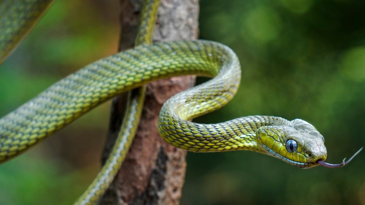 2463936737 snake
