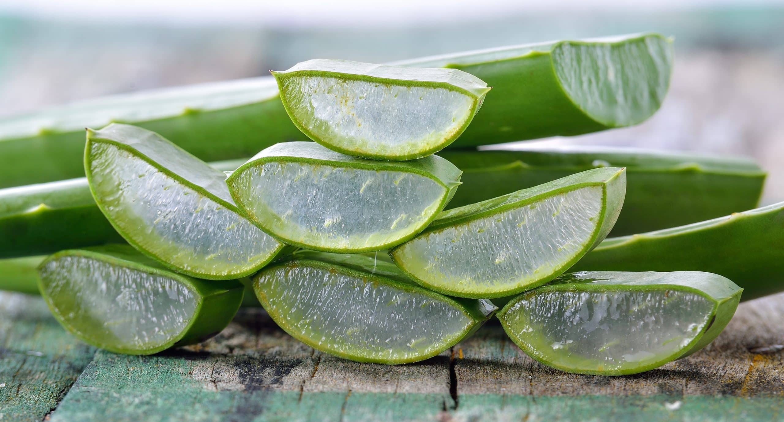 aloe vera scaled 1