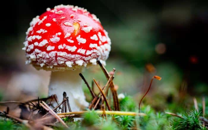amanita muscaria