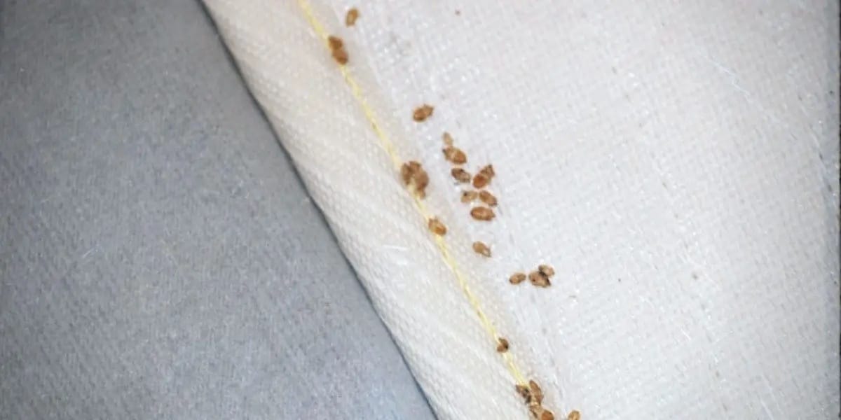 bed bugs4.jpg antigrafo