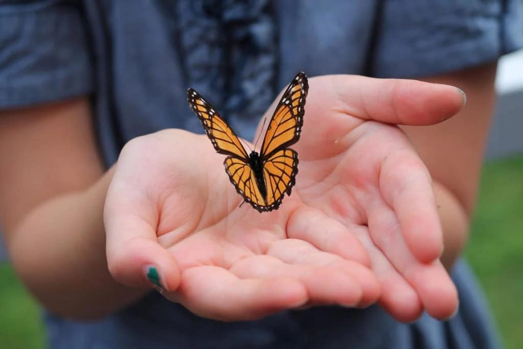 butterfly 4514587 1920