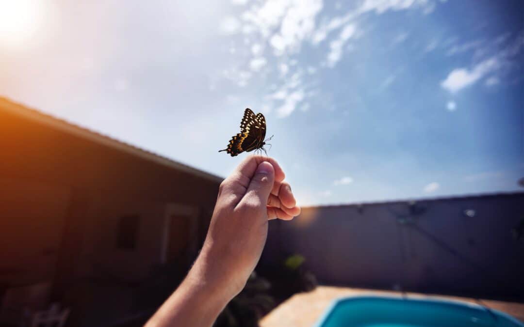 butterfly landing on a persons hand 1080x675 1