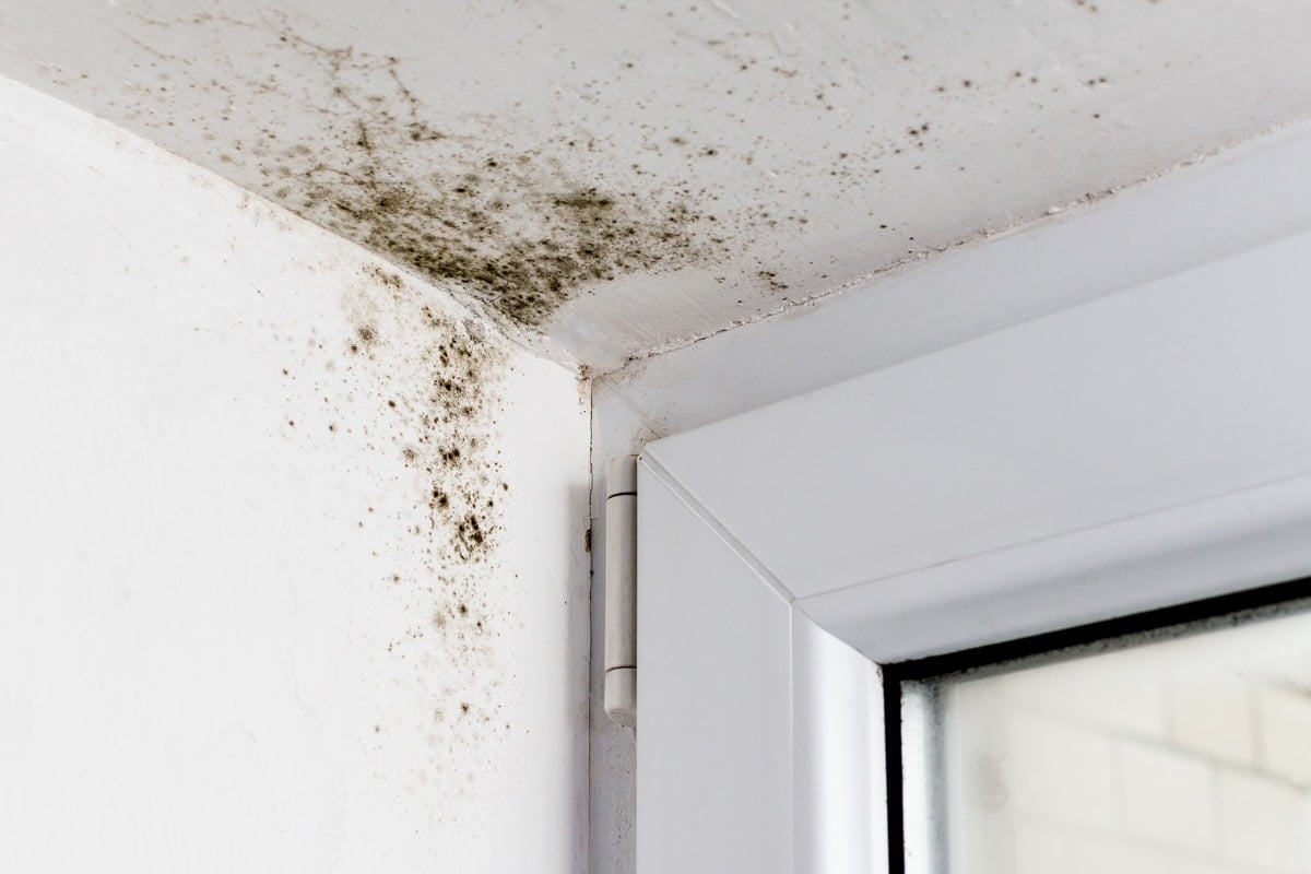 do i have a mold emergency what should i do about it