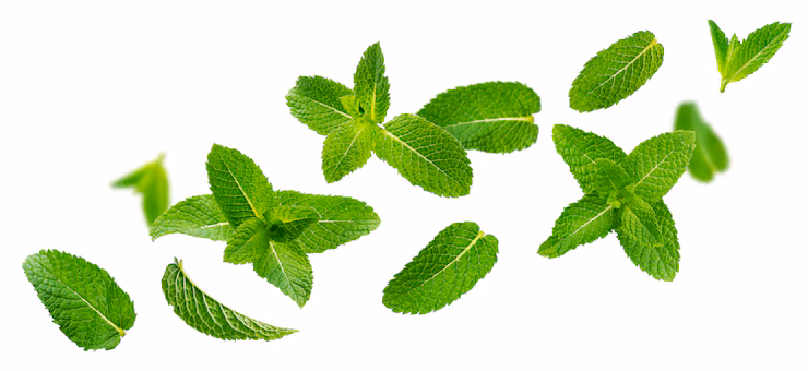 fresh mint leaves peppermint foliage isolated white 88281 1521