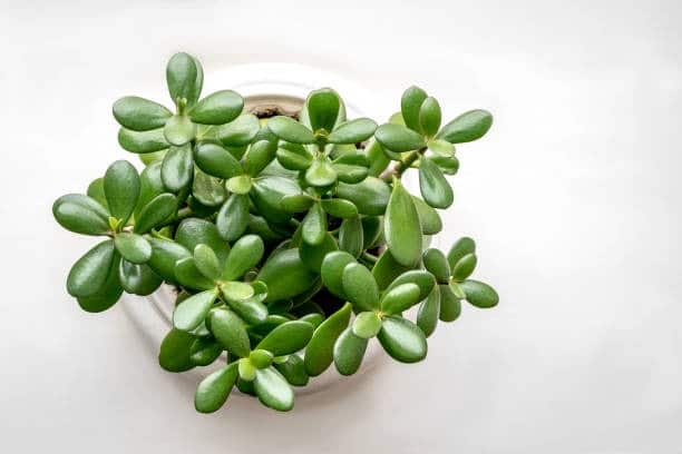 istockphoto 1132486042