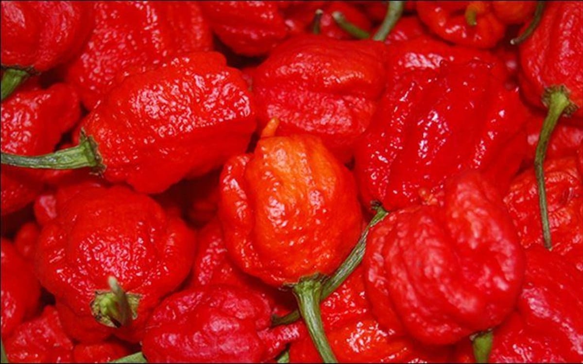 kauteres piperies